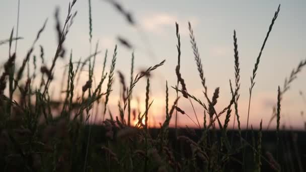 夕日の光の中で野生の草の黄色の耳を撮影パノラマを閉じます。夕焼けの中風に揺れるドライフィールドグラス。夜明け後の山の中の野生の牧草地の眺め。自然、自由、人生の概念 — ストック動画