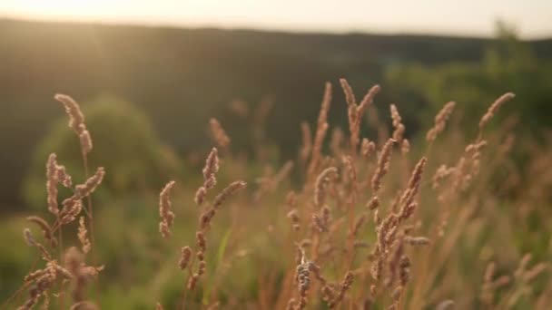 Gros plan panoramique tir oreilles jaunes d'herbe sauvage dans les rayons du soleil couchant. herbe sèche des champs se balançant dans le vent pendant le coucher du soleil. vue sur prairie sauvage dans les montagnes après l'aube. Nature, liberté, concept de vie — Video