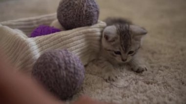 Bebek kediyle oynuyor. Erkek kedi halının üstünde, şöminenin yanında, konforunda. Çizgili kedi yavrusu iplik yumağıyla oynuyor. Kitty kameraya bakarak koş. Mutlu sevimli hayvan, çocukluk, vahşi doğa konsepti