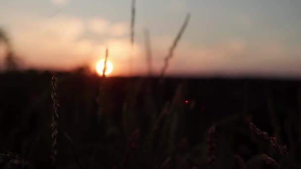 Perto panorâmico disparando orelhas amarelas de grama selvagem em raios de pôr-do-sol. grama campo seco balançando no vento durante o pôr do sol. vista do prado selvagem nas montanhas após o amanhecer. Natureza, liberdade, conceito de vida — Vídeo de Stock