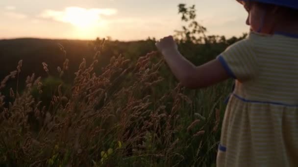Cute dziewczynka przedszkola dotyk z ręcznie żółtymi uszami dzikiej trawy na szczycie góry przed zachodem słońca. Dziecko spacerujące na łące. Szczęśliwy dzieciak w górach. dzieciństwo, natura, styl życia, koncepcja lata — Wideo stockowe