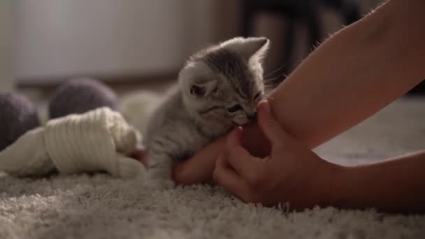 Human hand playing with cat. tomcat on carpet near burning fireplace at home. striped kitten play with ball of thread. kitty run looking at camera. happy adorable pets, childhood, wild nature concept — Stock Video