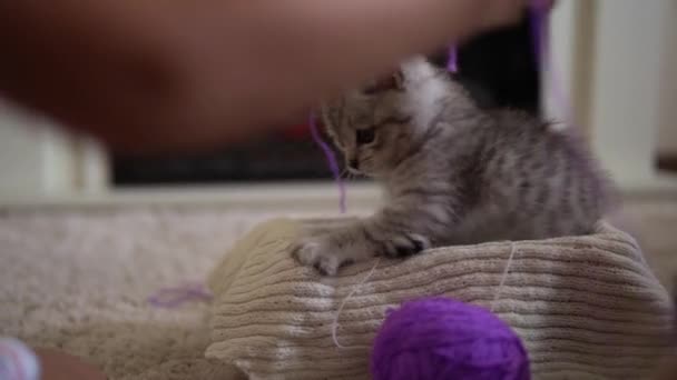 Baby playing with cat. tomcat on carpet near burning fireplace at home comfort. striped kitten play with ball of thread. kitty run looking at camera. happy adorable pet, childhood, wild nature concept — Stock Video