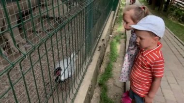 Tarım, çiftlik, orman doğası kavramı. Büyük mutlu aile seyahati yazın güneşli bir günde hayvanat bahçesinde vahşi evcil hayvanları ziyaret eder. Küçük kardeş anaokulu çocukları güvercinleri, tavus kuşlarını besler.