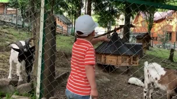 Agricultura, granja, concepto de naturaleza forestal. Feliz familia viaja para visitar la alimentación de mascotas silvestres y domésticas en el zoológico de contacto en el día soleado de verano. Los hermanos pequeños niños preescolares alimentan a las cabras — Vídeo de stock