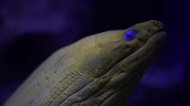 Sarı yılanbalığı, alglerin arka planına karşı. Akvaryuma aile gezisi. Oceanarium Balık Müzesi 'nde yürüyorum. Dalış, su dünyası, doğa, deniz ve okyanus sakinleri, suda yaşam alanı kavramı
