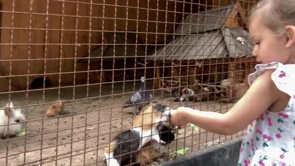 Tarım, çiftlik, orman doğası kavramı. Aile seyahati yazın güneşli bir günde hayvanat bahçesindeki vahşi evcil hayvanları ziyaret eder. Kardeşler anaokulu çocukları tavşanları, kobayları ve hamsterları besler. — Stok video