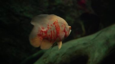 Egzotik Tropik Albino Astronotus Ocellatus. Akvaryuma aile gezisi. Oceanarium Balık Müzesi 'nde yürüyorum. Dalış, su dünyası, doğa, deniz ve okyanus sakinleri, suda yaşam alanı kavramı