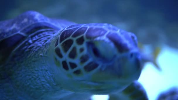 Nagy tengeri teknős úszás kék nagy tartály. Családi kirándulás az Oceanáriumba. Séta a Museum of Fish Marine Life. búvárkodás, vízi világ, természet, tenger és óceán lakói, vízi élőhely koncepció — Stock videók