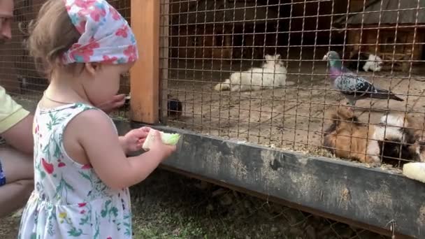 Agricultura, granja, concepto de naturaleza forestal. los viajes familiares visitan animales domésticos salvajes en el zoológico de contacto en verano día soleado. hermanos niños en edad preescolar alimentan a conejos, conejillos de indias y hámsters — Vídeos de Stock