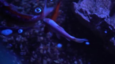 Koi Balığı Amur Sazan Yavaş Hareket Havuzda Yüzüyor. Oceanarium 'a aile gezisi. Deniz Yaşamı Müzesi 'nde yürüyorum. Dalış, su dünyası, doğa, deniz ve okyanus sakinleri, suda yaşam alanı kavramı
