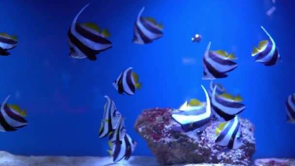 Mavi Tankta Yüzen Balık Meleği Siganidae. Oceanarium 'a aile gezisi. Balık Deniz Hayatı Müzesi 'nde yürüyorum. Dalış, su dünyası, doğa, deniz ve okyanus sakinleri, suda yaşam alanı kavramı — Stok video