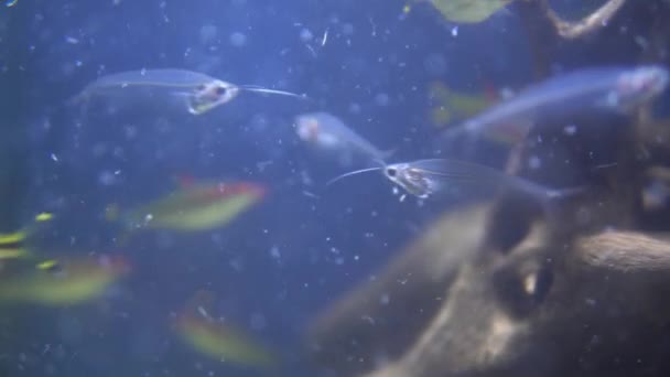 Varios colorido neón transparente multicolor Tetra Fish. Excursión Familiar al Oceanario. Paseando por el Museo de la Vida Marina. Buceo, Mundo Acuático, Naturaleza, Habitante del Océano, Concepto de Hábitat Acuático — Vídeos de Stock