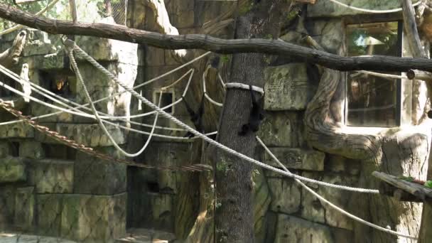 Scimmie Siamang salire corde e alberi in grande gabbia aviaria. I bambini che guardano gli animali si divertono trascorrono del tempo su Safari. Happy Family Visita animali selvatici e domestici. La gente cammina nello Zoo Park. Concetto natura — Video Stock