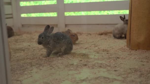 Kaninchen laufen im Sägemehl umher. Niedliche kleine Kinder, die Tieren dabei zusehen, wie sie Spaß haben, verbringen Zeit im Kontakt-Zoo. Glücklicher Familienbesuch bei der Fütterung von Wild- und Haustieren auf dem heimischen Bauernhof. Naturkonzept — Stockvideo