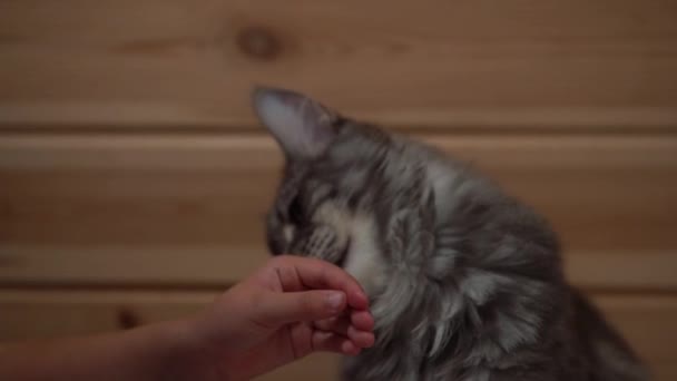 Close up Maine Coon Cat Playing Bites Child Hand. Cute Little Children Watch Animals Have Fun Spend Time on Contact Zoo. Happy Family Visit Feeding Wild and Domestic Pets at Home Farm. Nature concept — Stock Video