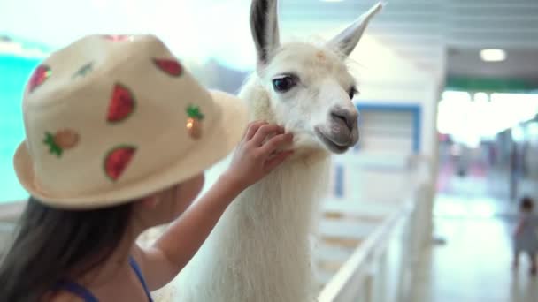 La ragazza accarezza un bel lama bianco in faccia. I bambini piccoli svegli che guardano l'animale si divertono passano il tempo a contattare lo zoo. Buon viaggio in famiglia per visitare Nutrire animali selvatici e domestici a casa fattoria. Concetto natura — Video Stock