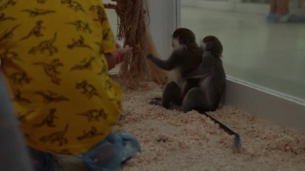 Kinderen en Vervet Kleine Groene Aap spelen samen. Schattige kleine kinderen kijken dieren hebben plezier besteden tijd op contact Zoo. Happy Family Bezoek Voeren Wilde en Huiselijke Huisdieren op Home Farm. Natuurconcept — Stockvideo