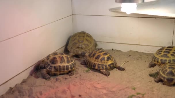 Piccola tartaruga di terra Passeggiata in gabbia aperta con sabbia. Bambini svegli guardare gli animali si divertono trascorrere del tempo in contatto con lo zoo. Happy Family Visita Nutrire animali selvatici e domestici a casa Fattoria. Concetto natura — Video Stock