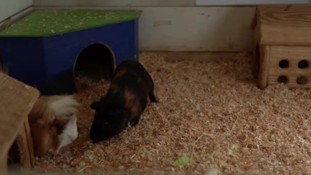 Leuke Guinee Varkens lopen in Open Cage met Zaagsel. Schattige kleine kinderen kijken dieren hebben plezier besteden tijd op contact Zoo. Happy Family Bezoek Voeren Wilde en Huiselijke Huisdieren op Home Farm. Natuurconcept — Stockvideo