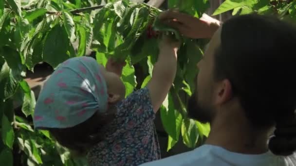Молодой отец с бородой кормит ребенка. Отец маленькая дочь малыша собирать вишни с ветки деревьев в сельском саду летний солнечный день. Harhing, rite, family, отпуск, природа, концепция здорового питания — стоковое видео