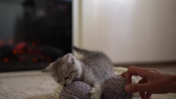 İnsan eli kediyle oynuyor. Erkek kedi halının üzerinde, yanan şöminenin yanında. Çizgili kedi yavrusu iplik yumağıyla oynuyor. Kitty kameraya bakarak koş. Mutlu sevimli hayvanlar, çocukluk, vahşi doğa konsepti — Stok video