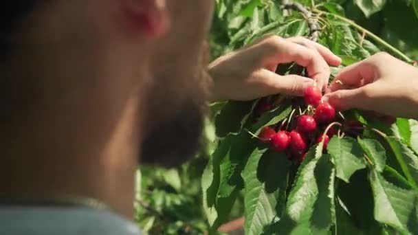 Närbild ung man med skägg och långt hår plocka körsbär från träd gren. Täta klasar av körsbär i gröna lövverk i fruktträdgården på sommaren. skörd, jordbruk, natur, hälsosam mat — Stockvideo