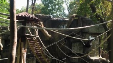 Siamang Maymunları Büyük Kuşhane Kafesi 'nde Halat ve Ağaçlara Tırmanır. Hayvanları İzleyen Çocuklar Safari 'de Eğleniyor. Mutlu Aile Ziyareti Vahşi ve Evcil Evcil Hayvanlar. İnsanlar hayvanat bahçesinde yürüyor. Doğa konsepti