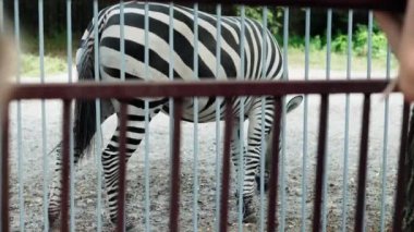 Büyük Kafes 'te Zebra' ya bakan iki küçük kız. Hayvanları İzleyen Çocuklar Safari 'de Eğleniyor. Mutlu Aile Ziyareti Vahşi ve Evcil Evcil Hayvanlar. İnsanlar hayvanat bahçesinde yürüyor. Doğa konsepti