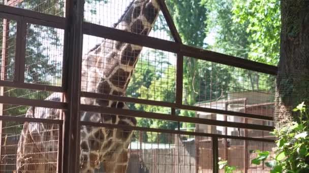 Girafe mange du foin et des feuilles près de l'arbre dans une grande cage aviaire. Enfants Regarder les animaux s'amuser Passez du temps sur Safari. Happy Family Visitez les animaux sauvages et domestiques. Les gens marchent dans Zoo Park. Concept de nature — Video