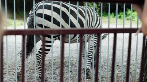 Duas garotinhas olhando Zebra em uma grande gaiola aviária. Crianças assistindo animais Divirta-se gastar tempo no Safari. Happy Family Visite animais selvagens e domésticos. As pessoas caminham no Zoo Park. Conceito de natureza — Vídeo de Stock