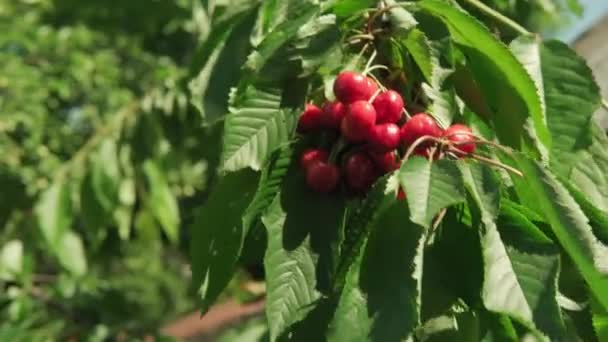 Close-up de mãos masculinas arrancar cereja bagas de ramo de árvore. Camarões densos de cerejas em folhagem verde em um pomar no dia de verão quente ensolarado. Colheita, agricultura, natureza, conceito de alimentação saudável — Vídeo de Stock