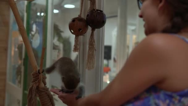 Joven mujer jugar con Vervet pequeño mono verde. Lindos niños pequeños ven a los animales divertirse pasar tiempo en contacto con el zoológico. Felices visitas familiares Alimentación de mascotas silvestres y domésticas en Home Farm. Concepto de naturaleza — Vídeo de stock