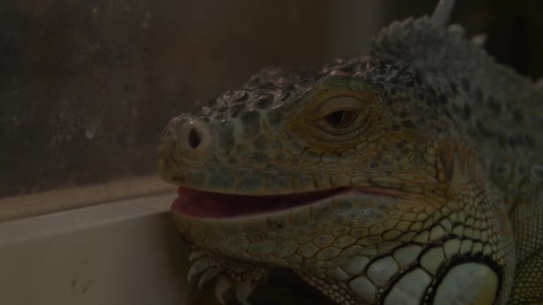 Akvaryumdaki Yeşil Iguana 'yı kapat. Sevimli Küçük Çocuklar Hayvanat Bahçesinde Hayvanlar Eğleniyor. Mutlu Aile Ziyareti Vahşi ve Evcil Evcil Hayvanları Besleme Evi. Doğa konsepti — Stok video
