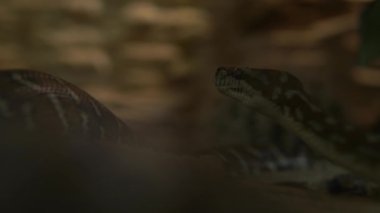 Akvaryumdaki Long Python 'u kapatın. Sevimli Küçük Çocuklar Hayvanat Bahçesinde Hayvanlar Eğleniyor. Mutlu Aile Ziyareti Vahşi ve Evcil Evcil Hayvanları Besleme Evi. Doğa konsepti