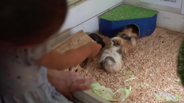 Flicka med mamma slår fina guineanska grisar. Söta små barn tittar på djur ha kul spendera tid på kontakt Zoo. Glad Familj Besök Utfodring Vilda och Husdjur hemma gård. Naturbegrepp — Stockvideo