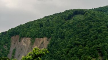 Dağlarda panoramik zaman çizelgesi yağmurlu bir hava. Çam ağacı ormanında sisli bir sis esiyor. Sisli bir günde dağ tepelerindeki ladin ormanlarının hava görüntüleri. Güzel sonbahar ormanında sabah sisi