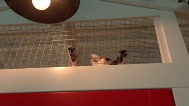 Gri, güzel, oyuncu Kata Lemur yaşlanmış. Sevimli Küçük Çocuklar Hayvanat Bahçesinde Hayvanlar Eğleniyor. Mutlu Aile Ziyareti Vahşi ve Evcil Evcil Hayvanları Besleme Evi. Doğa konsepti