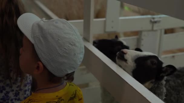 Pequeño niño agradable alimentar a las ovejas jóvenes en la jaula. Lindo niño pequeño viendo animales se divierten pasar tiempo en el zoológico de contacto. Viaje en familia feliz para visitar la alimentación de mascotas silvestres y domésticas en la granja casera. Concepto de naturaleza — Vídeos de Stock