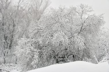 Ağaç taze kar kaplı