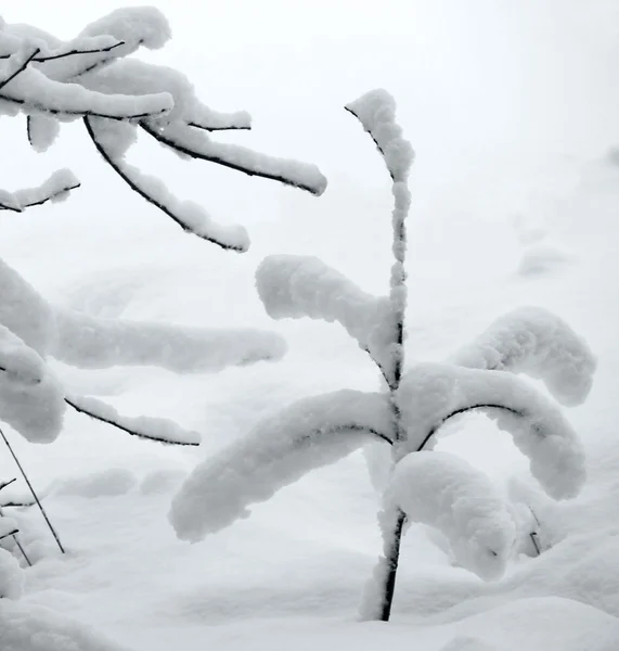 小さな木の新鮮な雪 — ストック写真