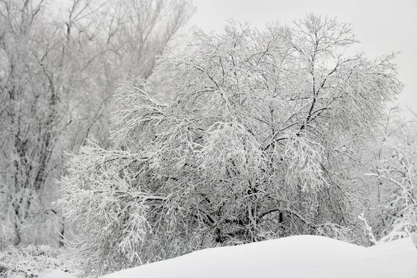 ツリーが新雪に覆われています。 — ストック写真