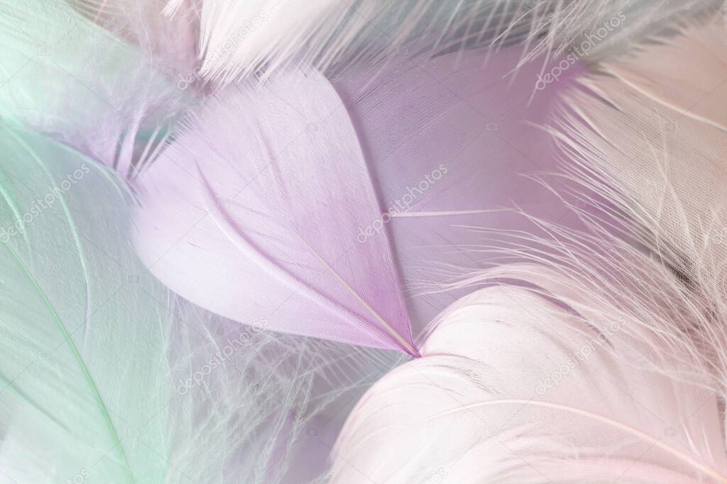 Background of beautiful feathers in pastel delicate colors. Soft selective focus, blurred, with room for text. Macro, close-up. For blog, book, website header, poster, interior decor. Horizontal.