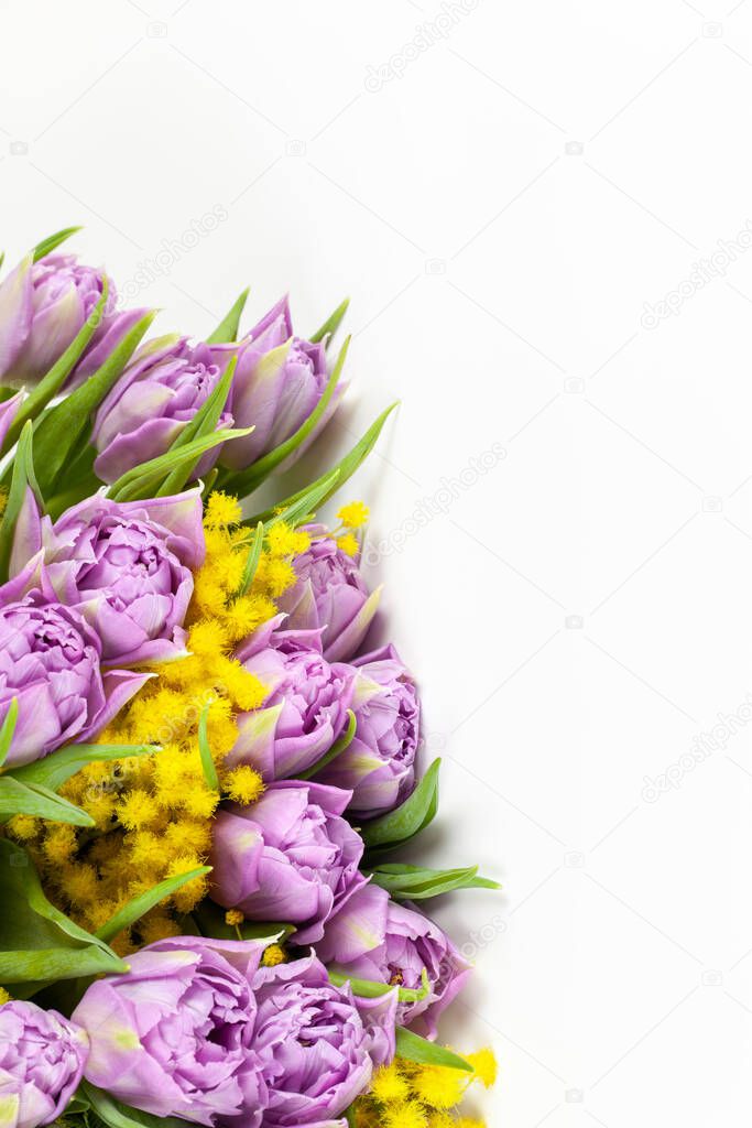 Bouquet of lilac tulips and yellow mimosas on white background, copy space, side view, closeup. March 8, February 14, birthday, Valentine's, Mother's, Women's day celebration, spring concept.