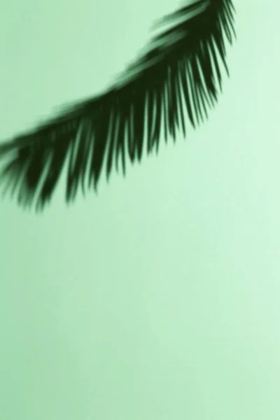 Date Palm Leaf Shadow Hard Light Pastel Green Background Espaço — Fotografia de Stock
