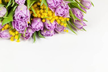 Leylak rengi duble laleler, beyaz arka planda sarı mimozalar, fotokopi alanı, yan görüş, yakın çekim. 8 Mart, 14 Şubat, doğum günü, sevgililer günü, anneler günü, kadınlar günü kutlaması, bahar konsepti.