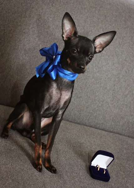 Dog with a blue ribbon around his neck