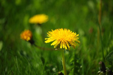 Ufuk arka plan ile Karahindiba çiçeği güzel detay 
