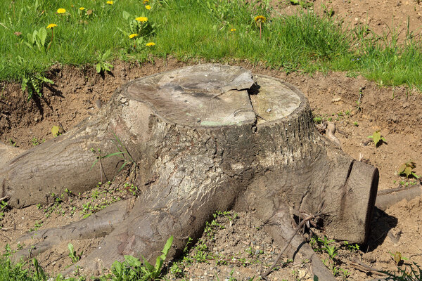 Half-exposed stump - photo of stump in the middle of exclavation
