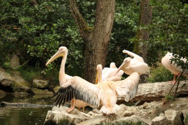 Su kanalı tarafından çevrili küçük kayalık adada Pelikan sürüsü